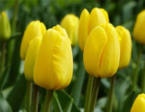 Tulip Bulbs, 'Novi Sun', Natural Bulbs, Organic (7 bulbs)