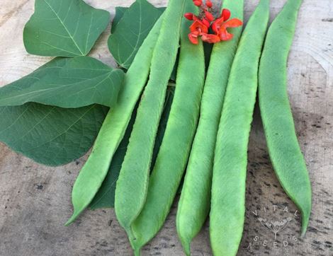 Runner Bean Seeds, Scarlet Emperor, Organic, Vital Seeds
