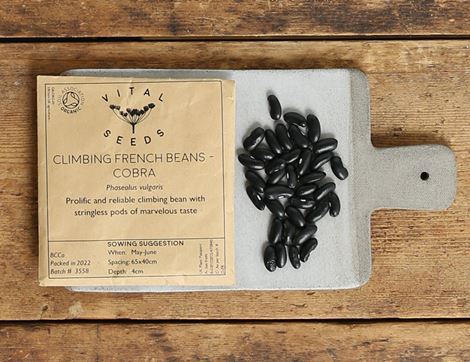 climbing french bean seeds cobra vital seeds