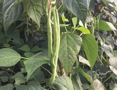 Climbing French Bean Seeds, Cobra, Organic, Vital Seeds