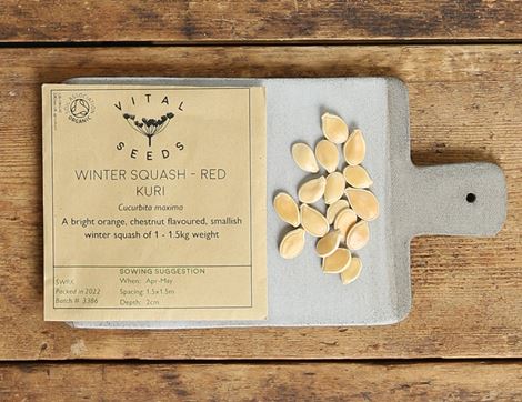 squash seeds red kuri vital seeds