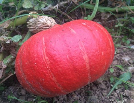 Squash Seeds, Red Kuri, Organic, Vital Seeds