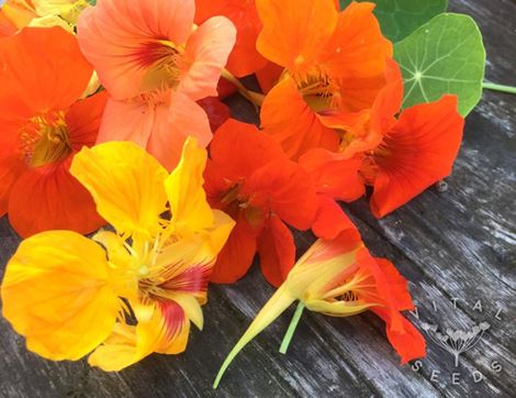 Nasturtium Seeds, Trailing, Organic, Vital Seeds