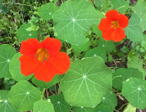 Nasturtium Seeds, Trailing, Organic, Vital Seeds