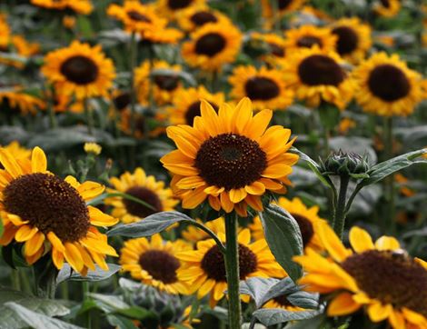 Sunflower Seeds, Giant Yellow, Organic, Vital Seeds