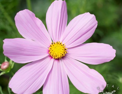 Cosmos Seeds, Velouette, Organic, Vital Seeds