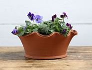 spring viola planter organic blooms