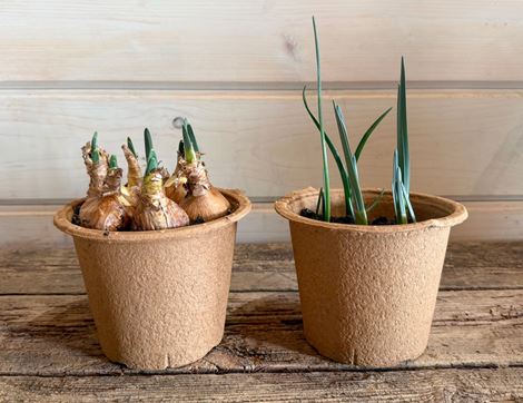 The Organic Blooms Gardening Club