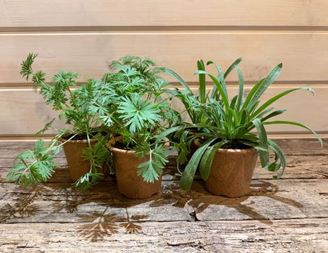 The Organic Blooms Gardening Club