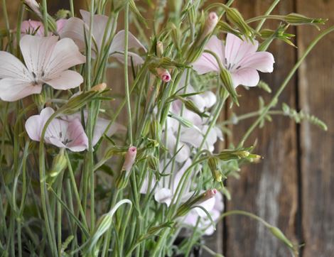 The Organic Blooms Gardening Club