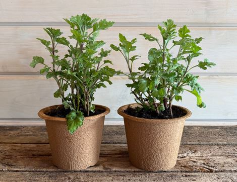 The Organic Blooms Gardening Club