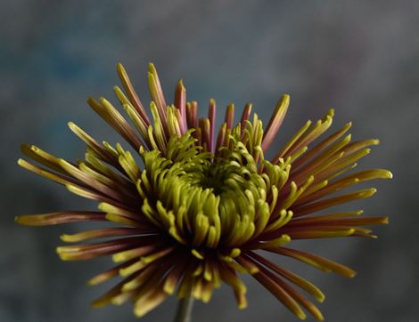 The Organic Blooms Gardening Club