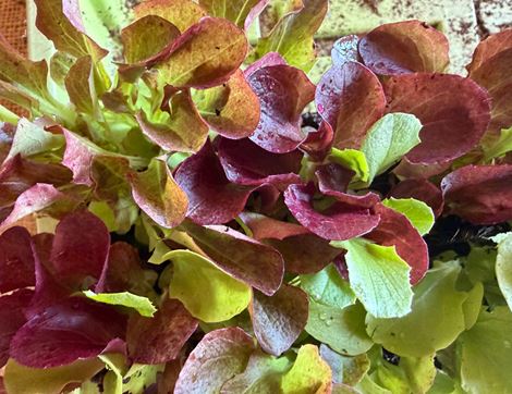 The Organic Blooms Gardening Club