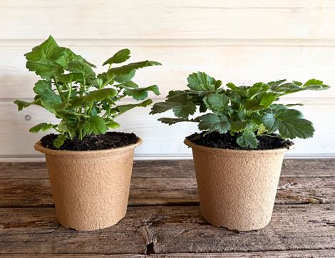 The Organic Blooms Gardening Club