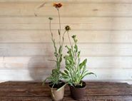 The Organic Blooms Gardening Club