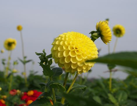 Dahlia 'Golden Torch', Organic (1 tuber)