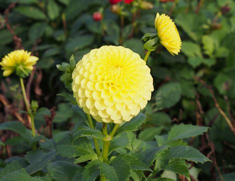 dahlia 'golden torch'