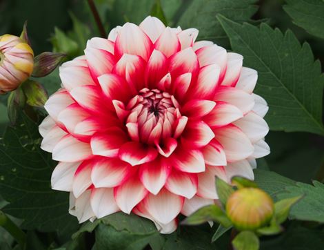 Dahlia 'Larry's Love', Organic (1 tuber)
