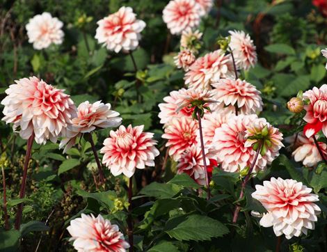 dahlia 'larry's love'