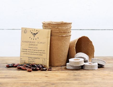 grow your own beanstalk kit
