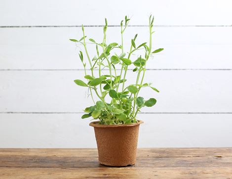 sweet pea plant organic blooms