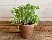 potted marjoram plant organic blooms