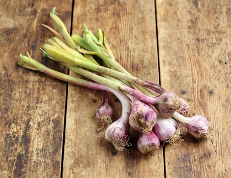 Fresh Green Garlic Bunch, Organic (9 bulbs)