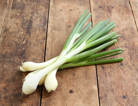 jumbo fresh onion bunch