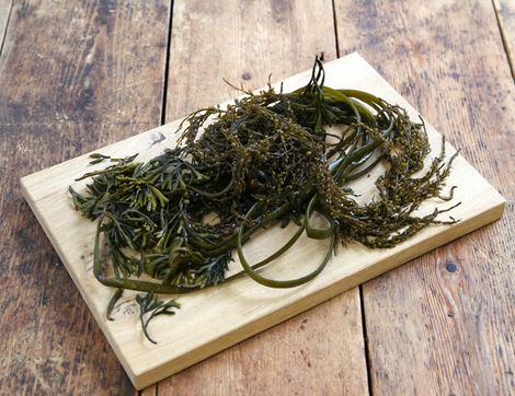 wild seaweed salad