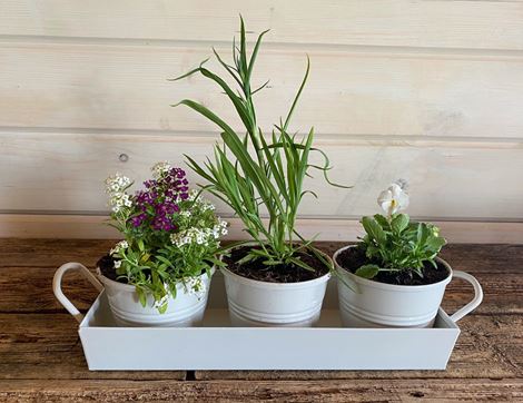 edible flower planter organic blooms