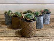 Mixed Succulent Planter, Organic, Organic Blooms