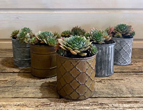 Mixed Succulent Planter, Organic, Organic Blooms