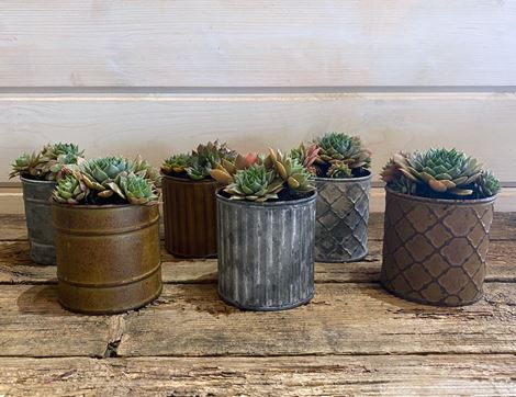 Mixed Succulent Planter, Organic, Organic Blooms