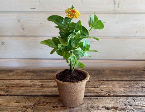 Zinnia Plant, Organic, Organic Blooms