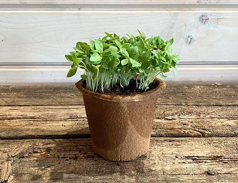 potted lemon basil