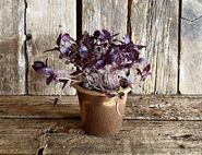 potted purple basil organic blooms