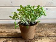 potted thai basil organic blooms