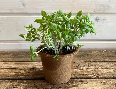 potted thai basil organic blooms