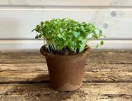 potted greek basil organic blooms