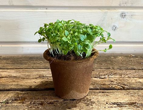 potted greek basil organic blooms