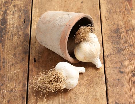 seed garlic mersley wight the garlic farm