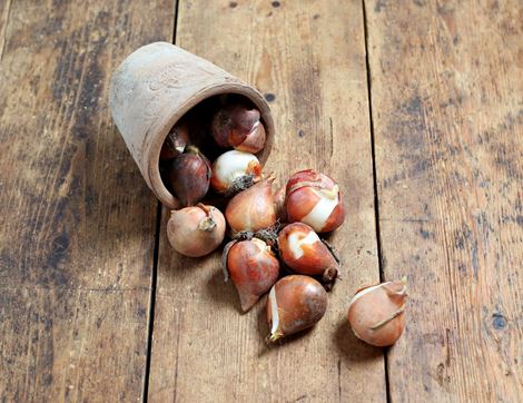 allium bulbs 'sphaerocephalon' natural bulbs