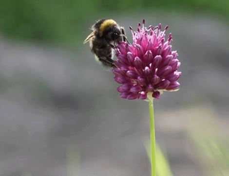 Allium Bulbs, 'Sphaerocephalon', Organic, Natural Bulbs (12 bulbs)