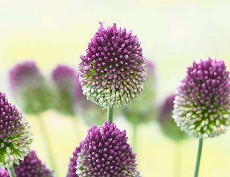 Allium Bulbs, 'Sphaerocephalon', Organic, Natural Bulbs (12 bulbs)