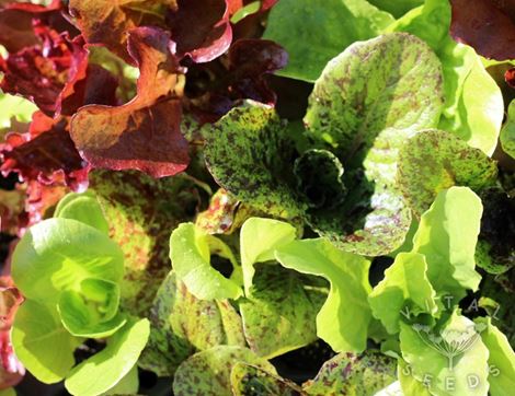 Lettuce Seeds, Wild Garden Mix, Organic, Vital Seeds