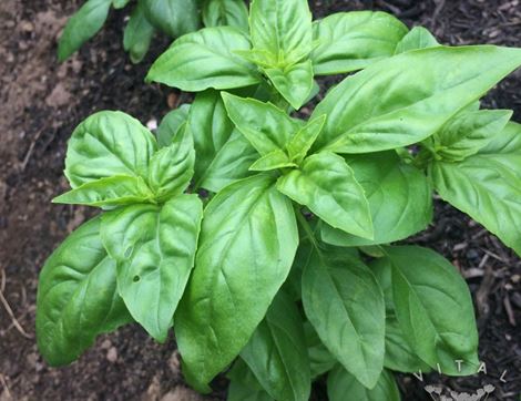 Basil Seeds, Sweet Genovese, Organic, Vital Seeds