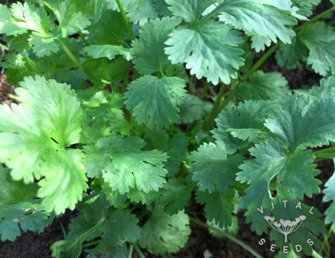 Coriander Seeds, Filtro, Organic, Vital Seeds