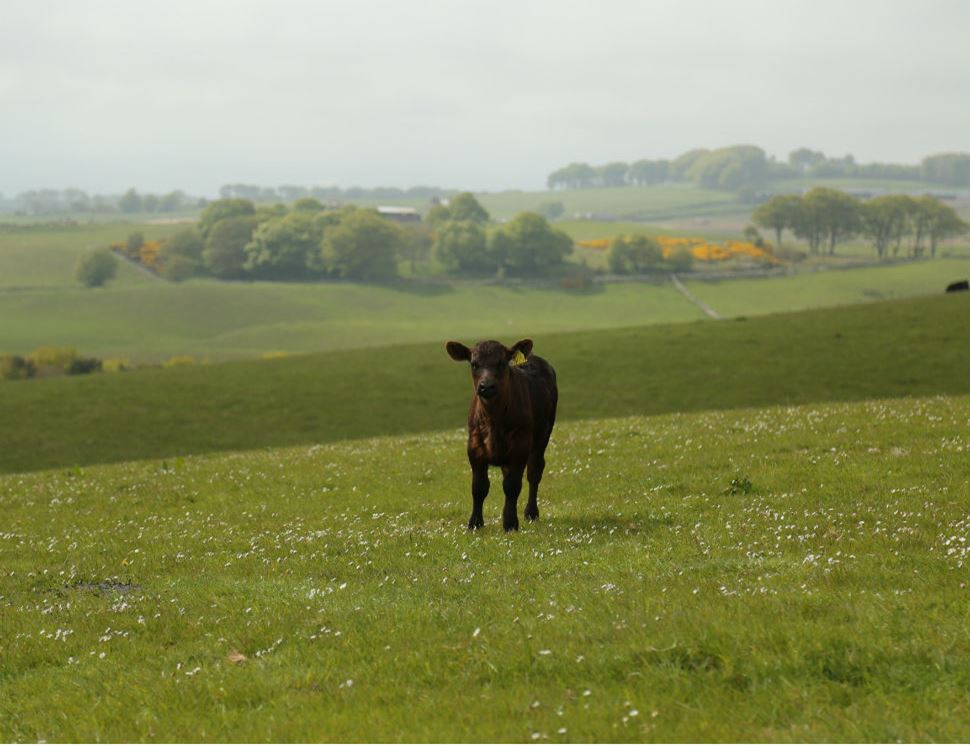 Peelham Farm