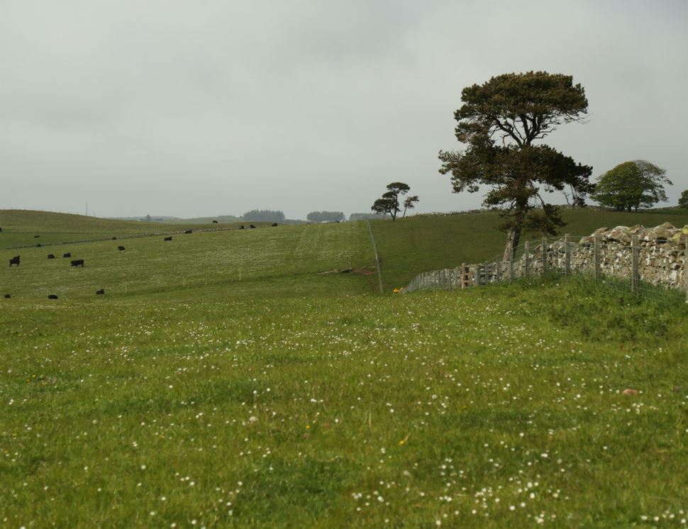 Peelham Farm