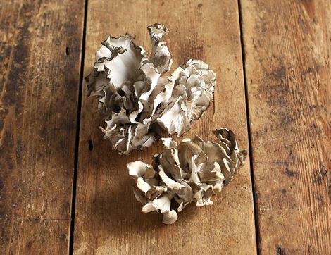 maitake mushrooms